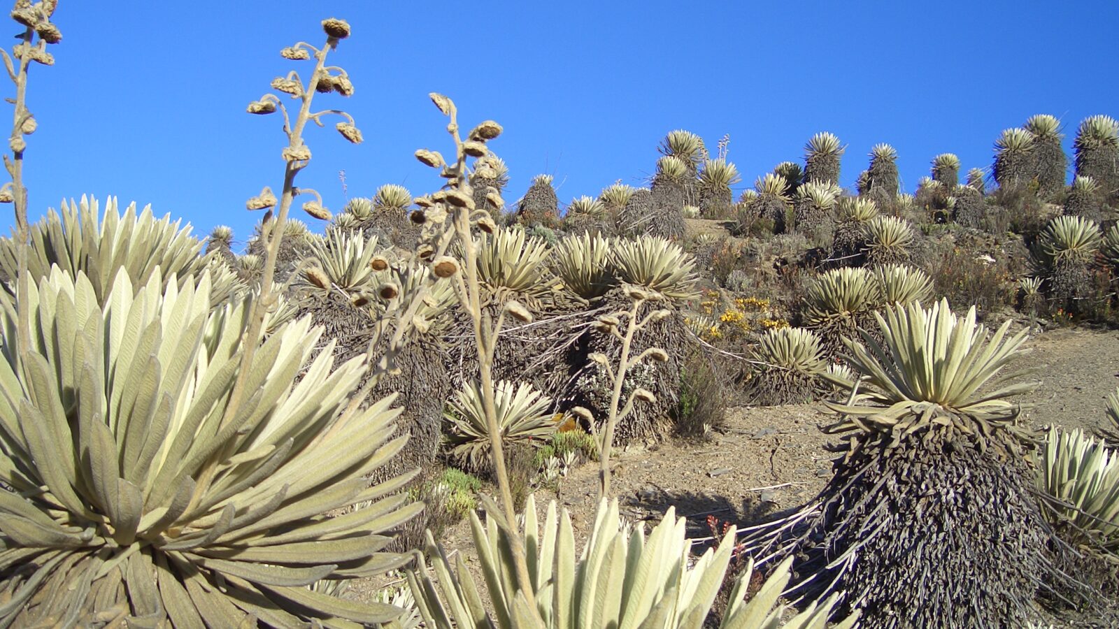 Module — Mérida & the Andes